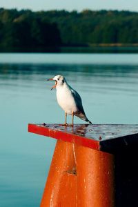 Seagull perching on retaining wall