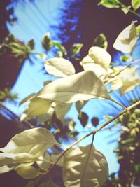 Close-up of flower tree