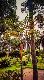 View of palm trees