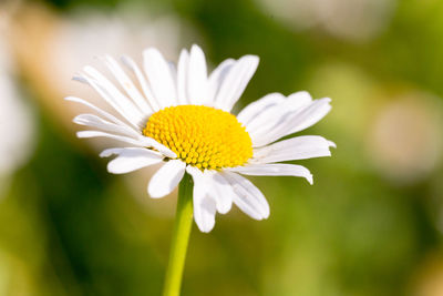 Close-up of white daisy