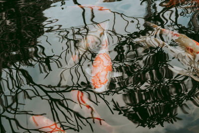 High angle view of koi fish in lake