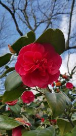 Close-up of red flowering plant