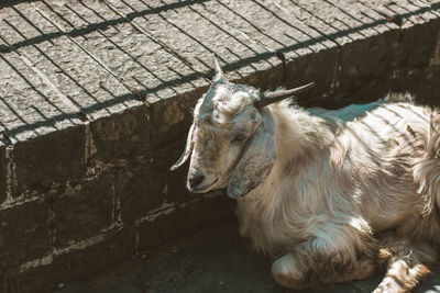 High angle view of a sheep on wall