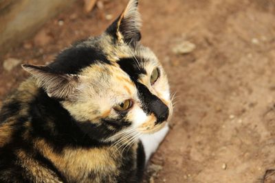 Close-up of a cat looking away