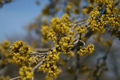 Close-up of yellow flowering plant