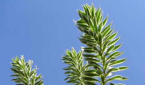 Low angle view of plants against clear blue sky