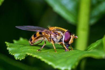 Close-up of insect on flower