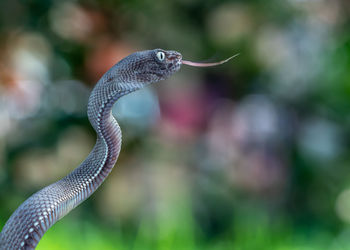 Close-up of snake