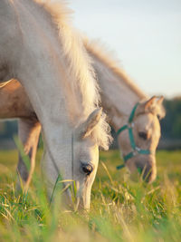 Close-up of horses grazing