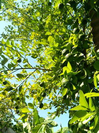 Low angle view of tree