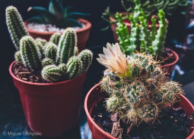 Close-up of succulent plant