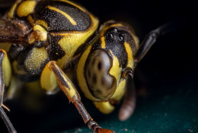 Close-up of insect