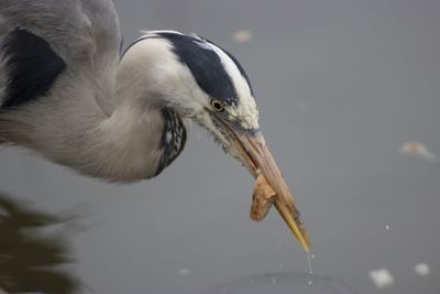 Close-up of a bird drinking water