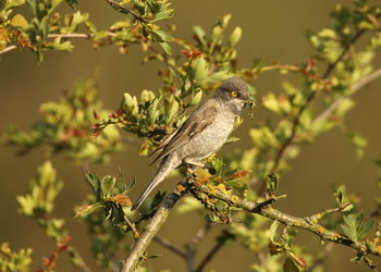 Close-up of bird perching on branch