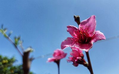 Close-up of pink flowers blooming against sky