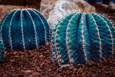 Close-up of succulent plant on field