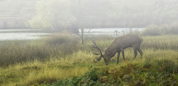 Side view of elk grazing on field in foggy weather