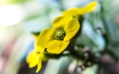 Close-up of yellow flower