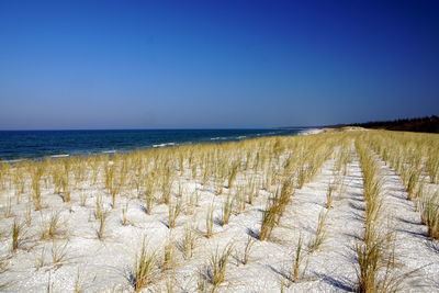 Scenic view of beach against clear blue sky