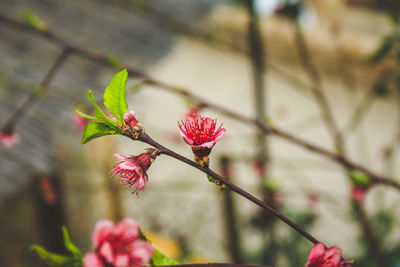 Close-up of pink flowering plant