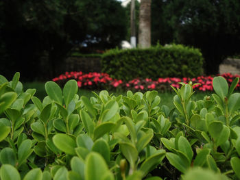 Close-up of pink flowering plants