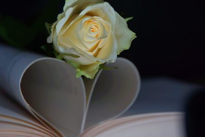 Close-up of rose bouquet