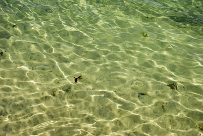 High angle view of bird swimming in sea