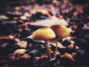 Close-up of mushroom growing on field