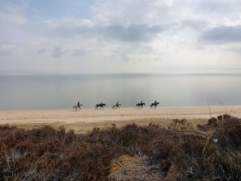 View of horses on beach against sky