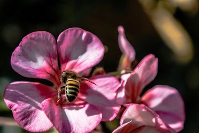 Close-up of bee on flower