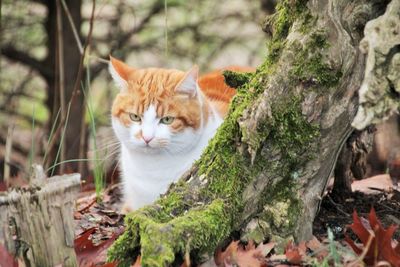 Portrait of cat on tree trunk