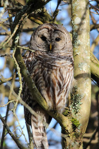 Close-up portrait of owl perching on tree