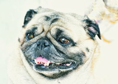 Close-up portrait of dog