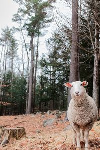 Portrait of sheep standing in a forest