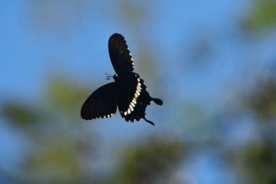 Close-up of butterfly flying