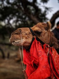 Close-up of a camel