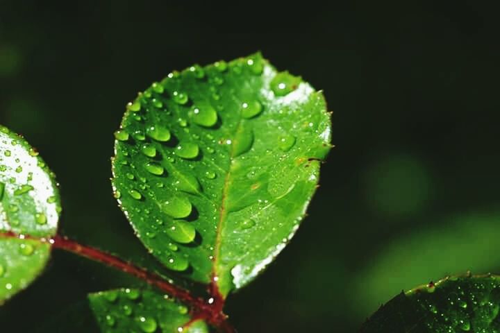 CLOSE-UP OF WATER DROPS ON LEAF