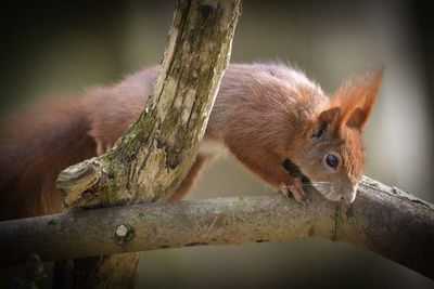 Close-up of squirrel on tree branch