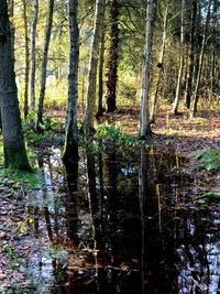 Trees growing in forest