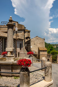 Potted plant against historic building