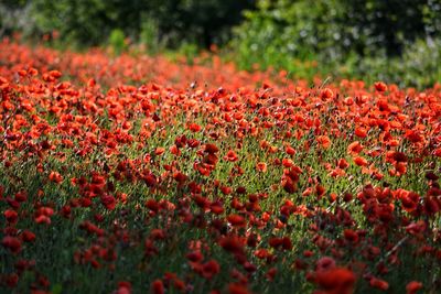 Close-up of red poppy flowers on field