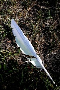 View of trees on field at night