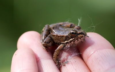 Close-up of hand holding lizard