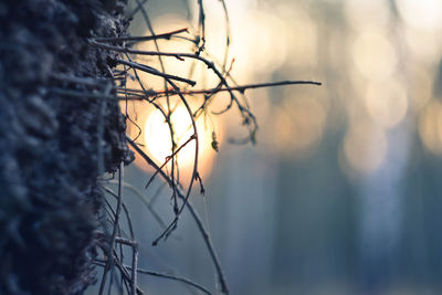 Close-up of tree against sea