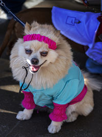 Close-up of dog
