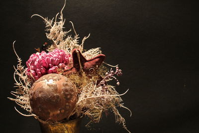 Close-up of wilted flower against black background