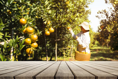 Low angle view of fruits on tree