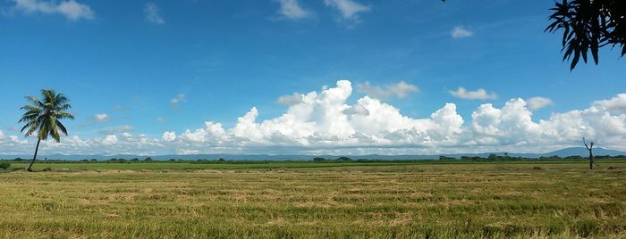 Panoramic shot of fields against blue sky