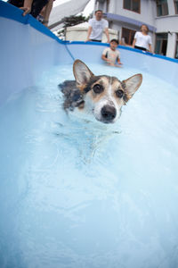 Portrait of dog in swimming pool