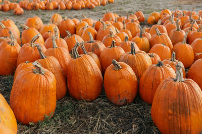 Pumpkins on field